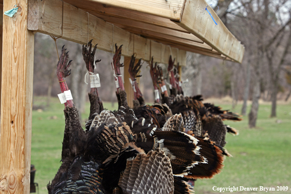 Bagged Merriam's turkeys
