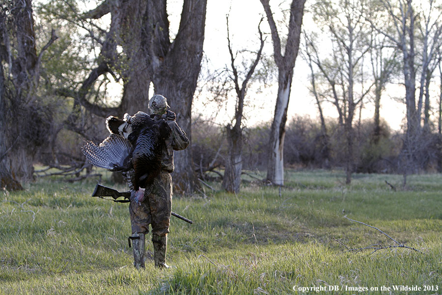 Turkey hunter in field with bagged turkey.