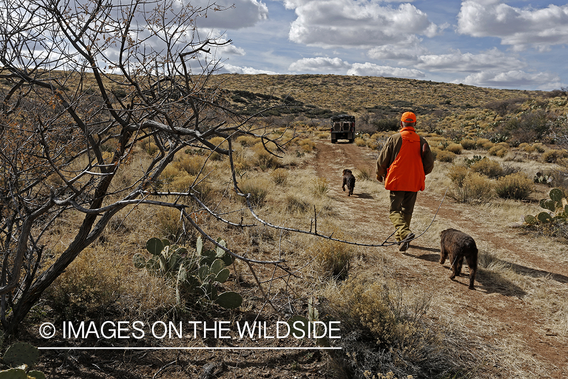 Quail hunter hunting Gambel's Quail in Arizona.