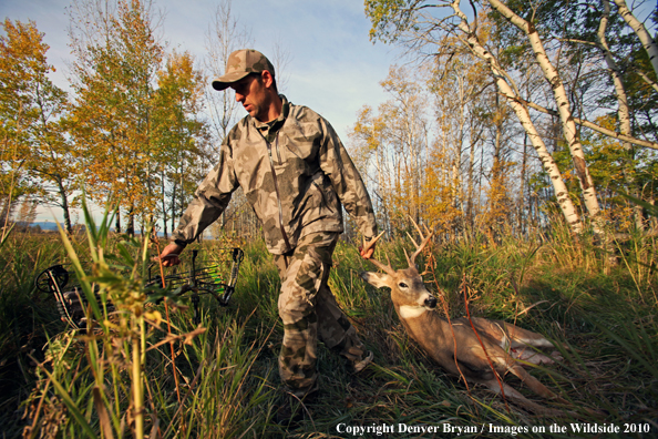 Bowhunter dragging downed white-tailed buck.
