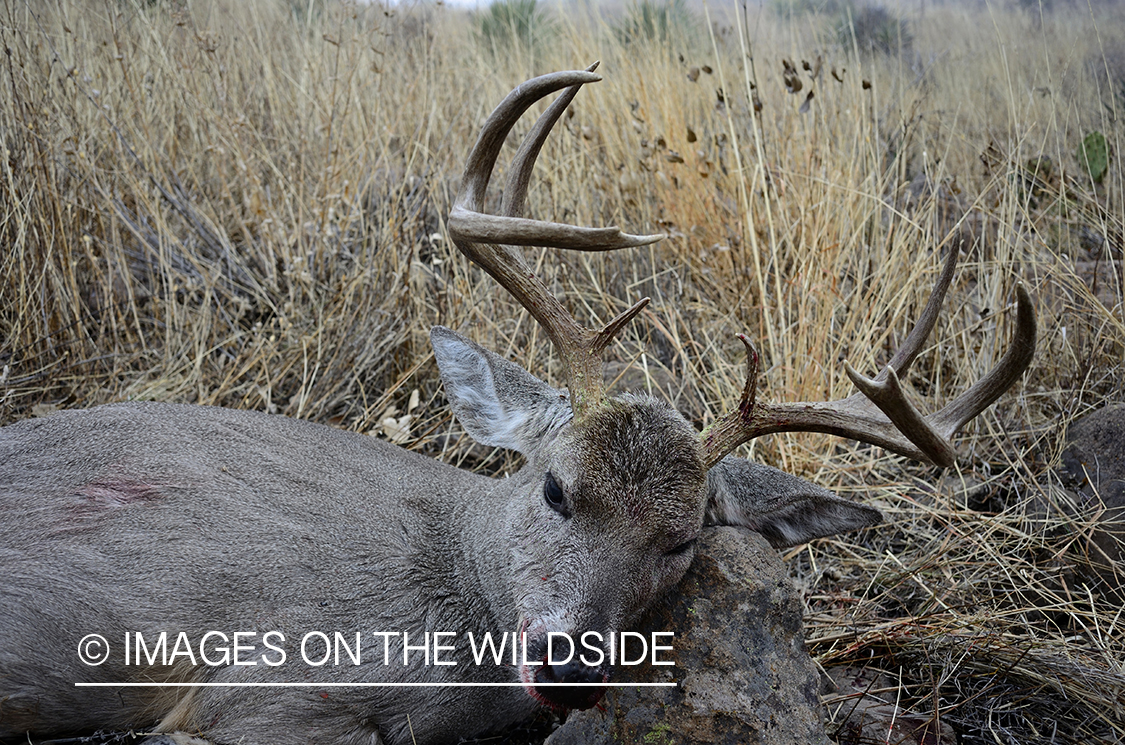 Killed Coues deer buck