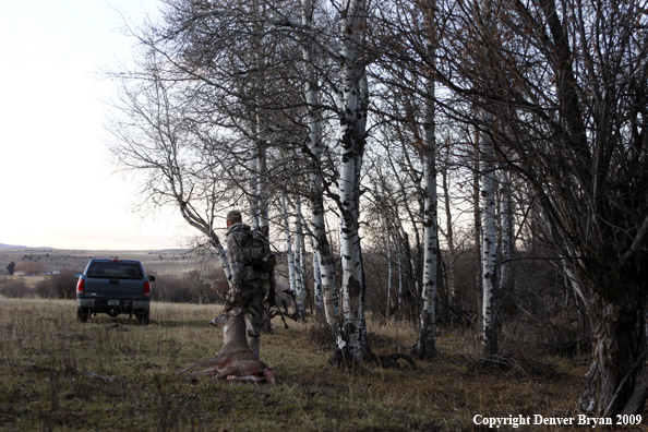 Bowhunter with bagged whitetail buck.