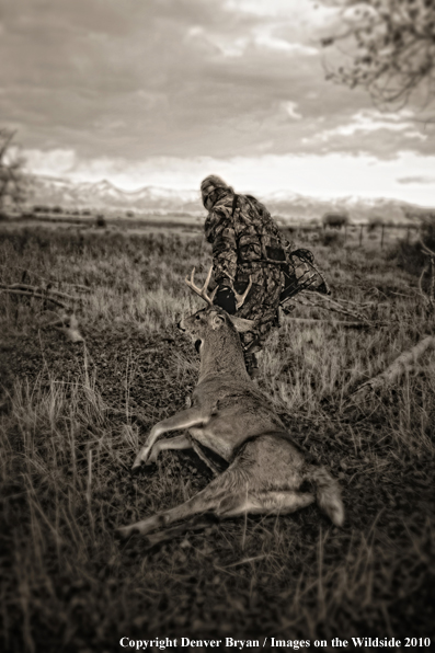 Bowhunter dragging bagged whitetail deer. (Original image # 11049-017.31D)