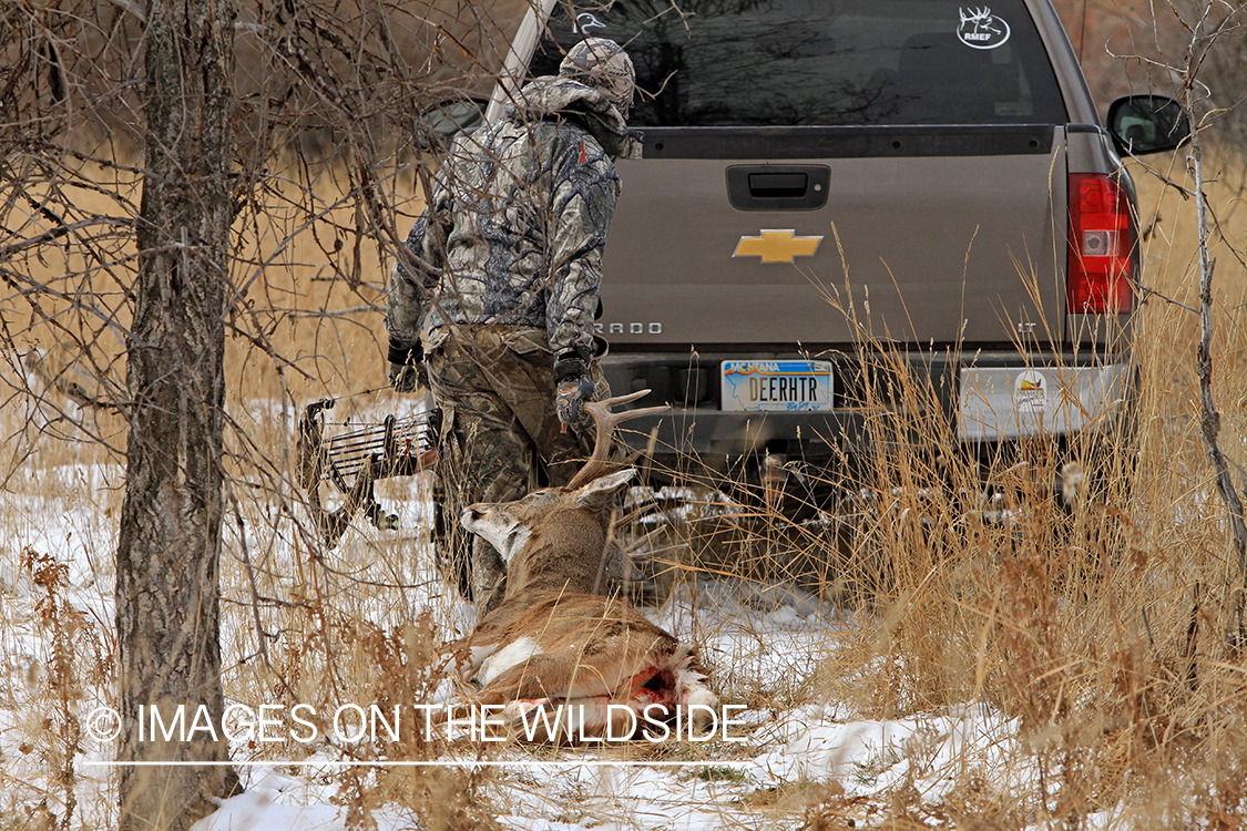 Bowhunter dragging bagged white-tailed buck.
