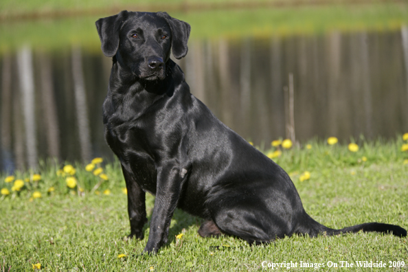 Black Labrador Retriever in field