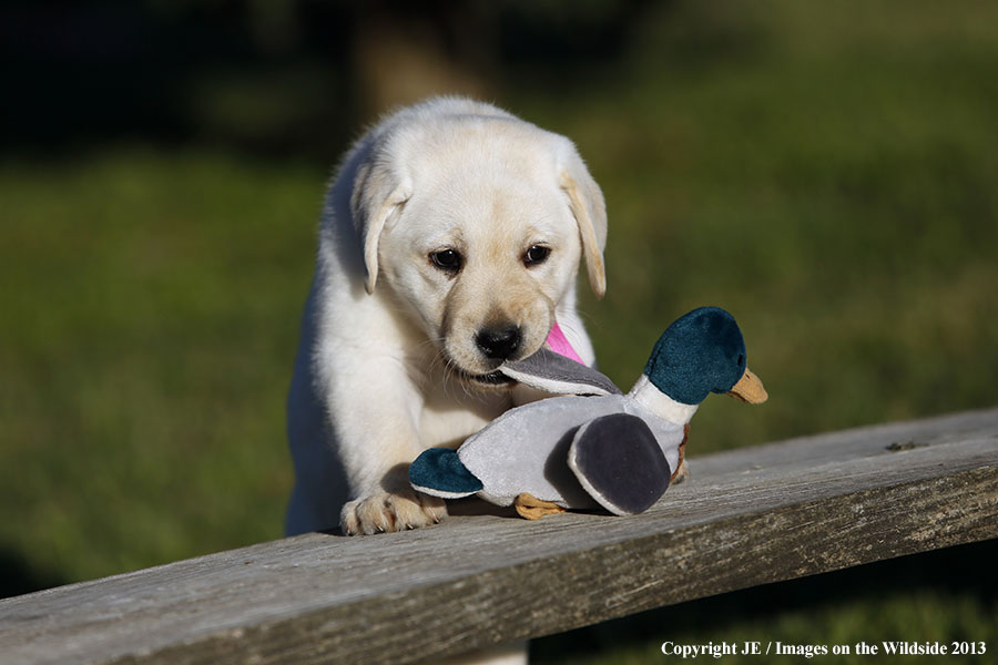 Yellow labrador retriever puppy with toy. 