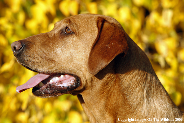 Yellow Labrador Retriever