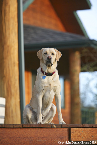 Yellow Labrador Retriever on deck