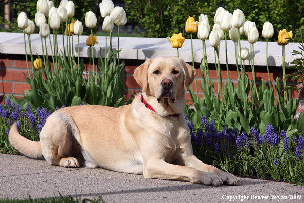Yellow Labrador Retriever by flowers