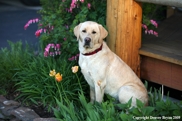Yellow Labrador Retriever by flowers