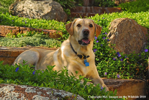 Yellow Labrador Retriever