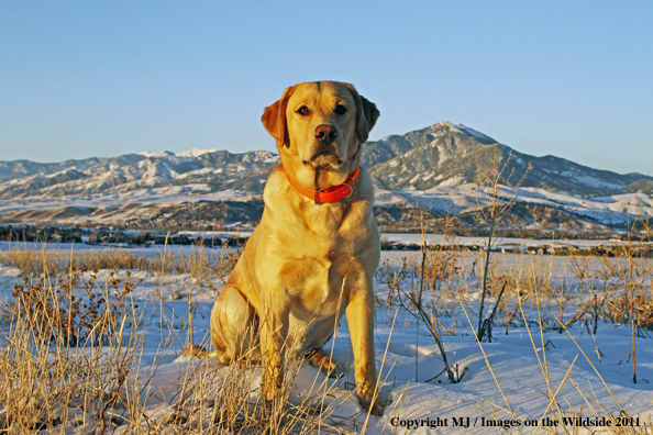 Yellow Labrador Retriever in winter