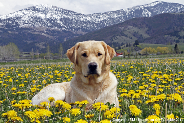 Yellow Labrador Retriever.