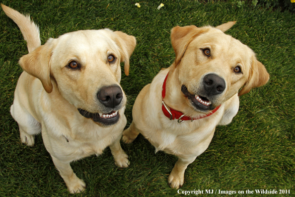 Yellow Labrador Retrievers.