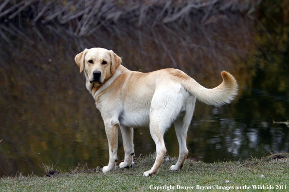 Yellow Labrador Retriever.