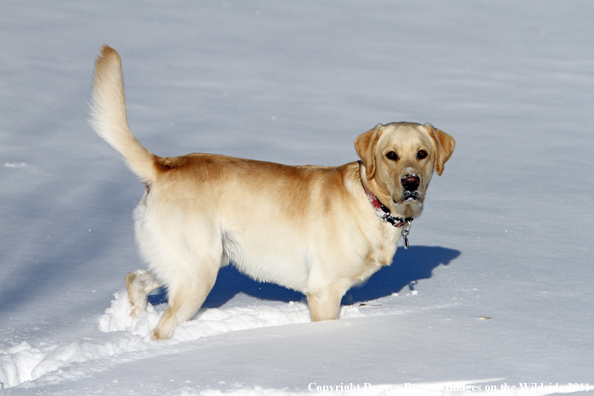 Yellow Labrador Retriever in snow. 