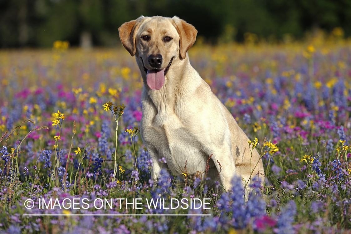 Yellow labrador retriever in field of wildflowers.