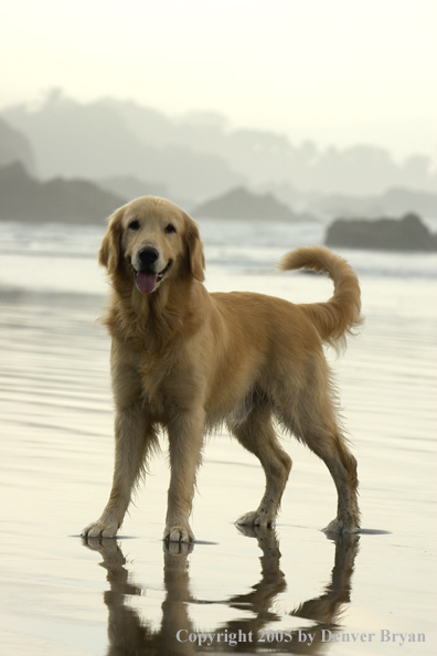 Golden Retriever on ocean beach.