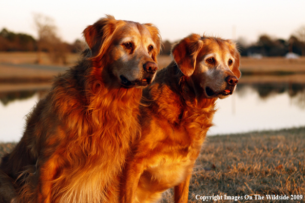 Golden Retrievers