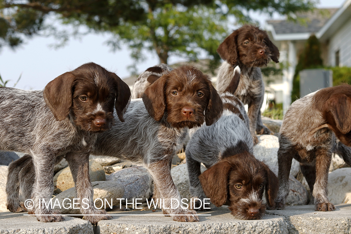 German Wirehair Pointer puppies on rocks.