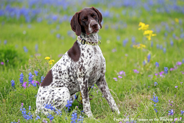 German Shorthair Pointer