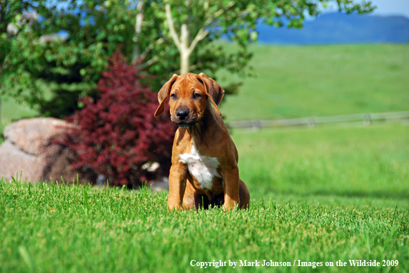 Rhodesian Ridgeback puppy in yard.
