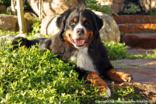 Bernese Mountain Dog. 