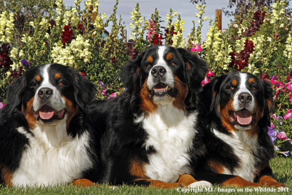 Bernese Mountain Dogs.