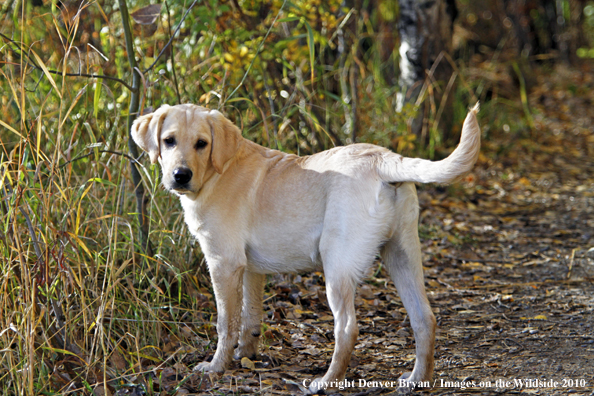 Yellow Labrador Retriever Puppy