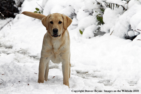Yellow Labrador Retriever Puppy in the snow