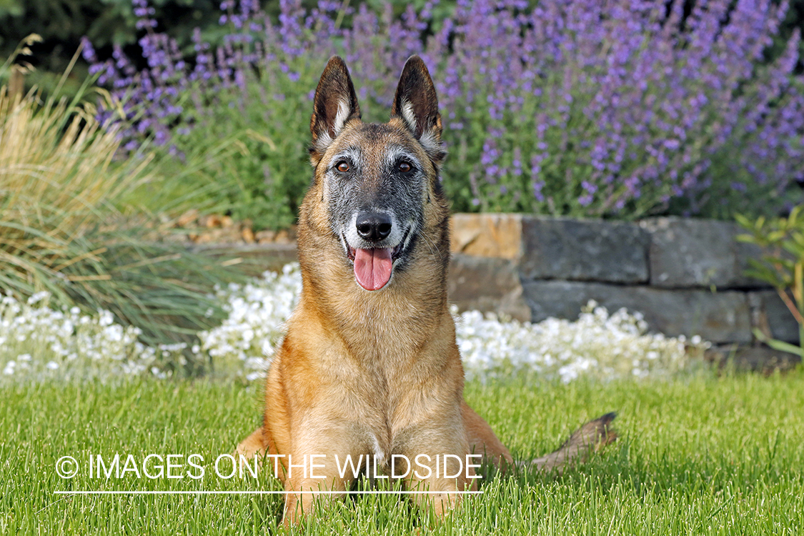 Belgian Shepard Malinois in grass.