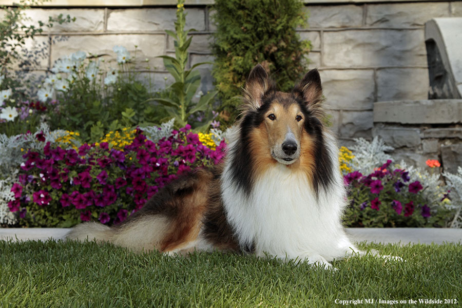 Collie in yard.