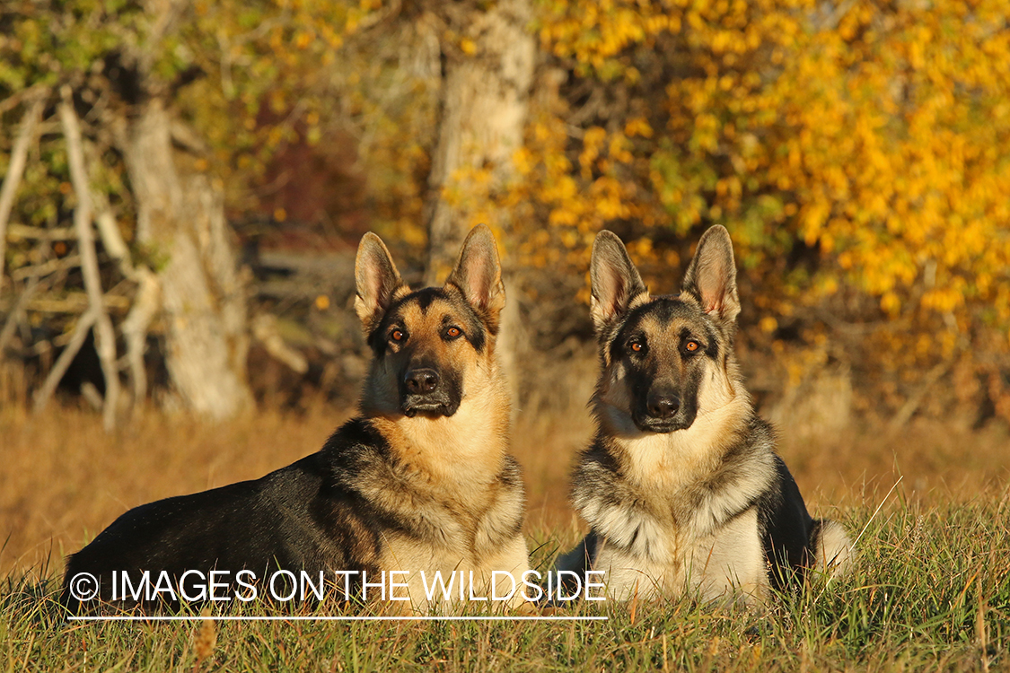 German Shepherds in grass.