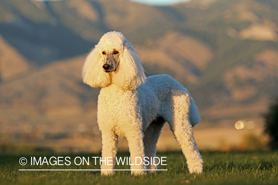 Standard Poodle in front of mountains.