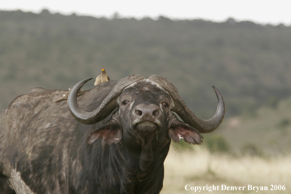 African Cape Buffalo