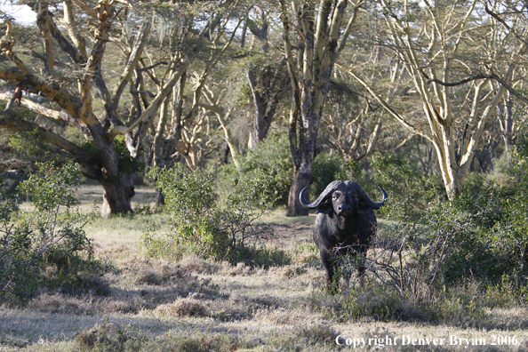 African Cape Buffalo