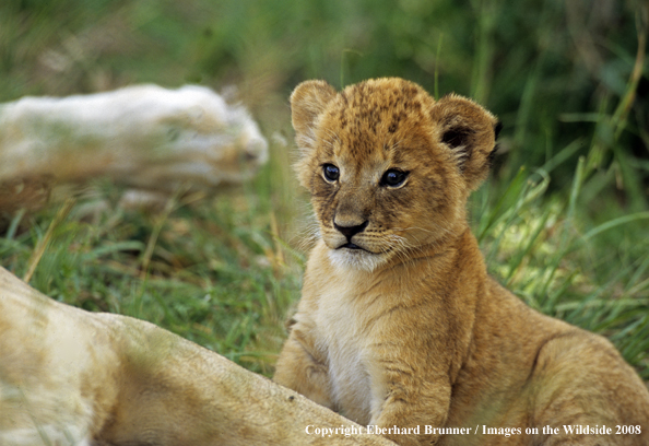 African Lion cub