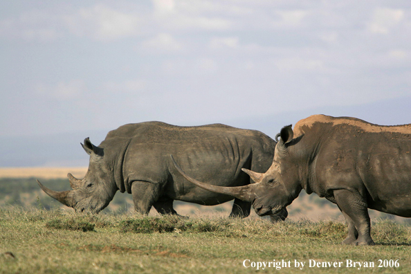 White African Rhinocerouses