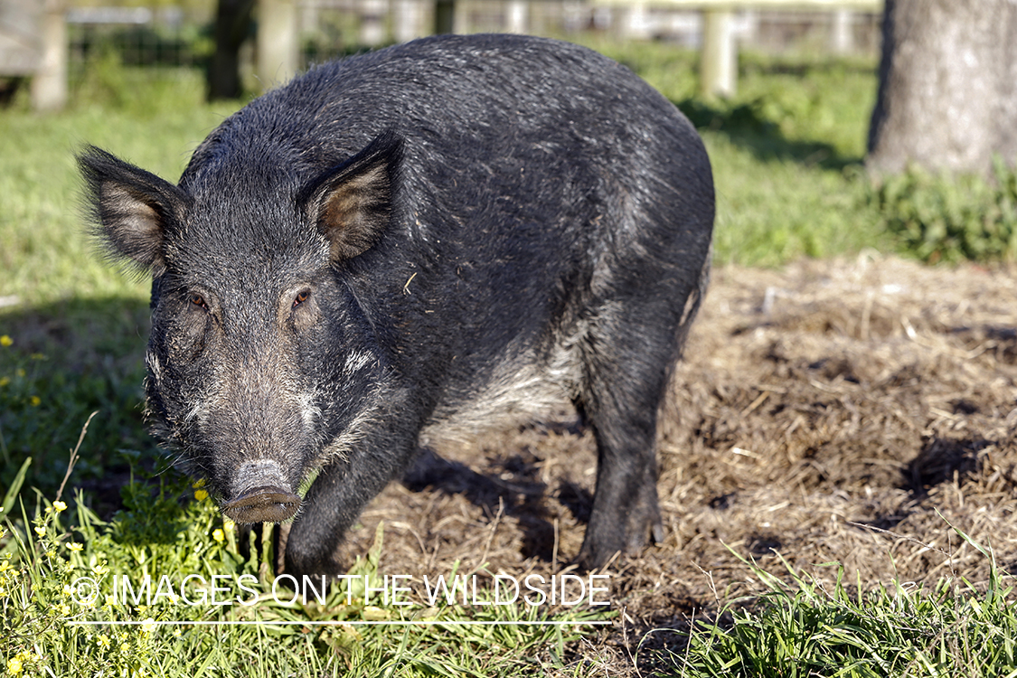 Feral hog in habitat.