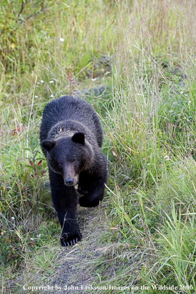 Brown bear in habitat.