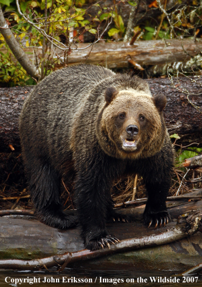 Grizzly/Brown Bear in habitat