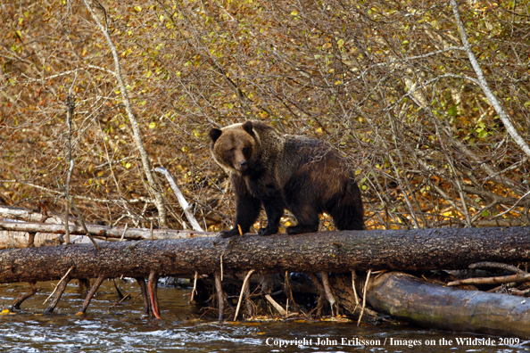 Brown/Grizzly Bear in habitat