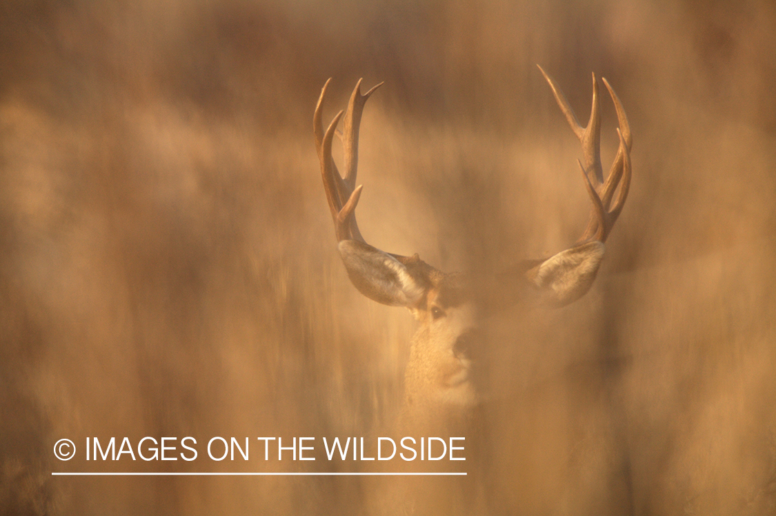 Mule deer in habitat