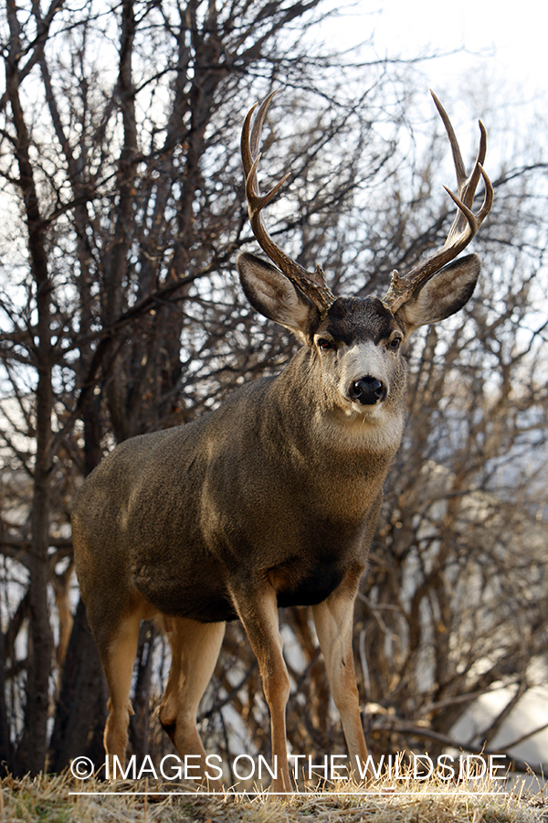 Mule deer 