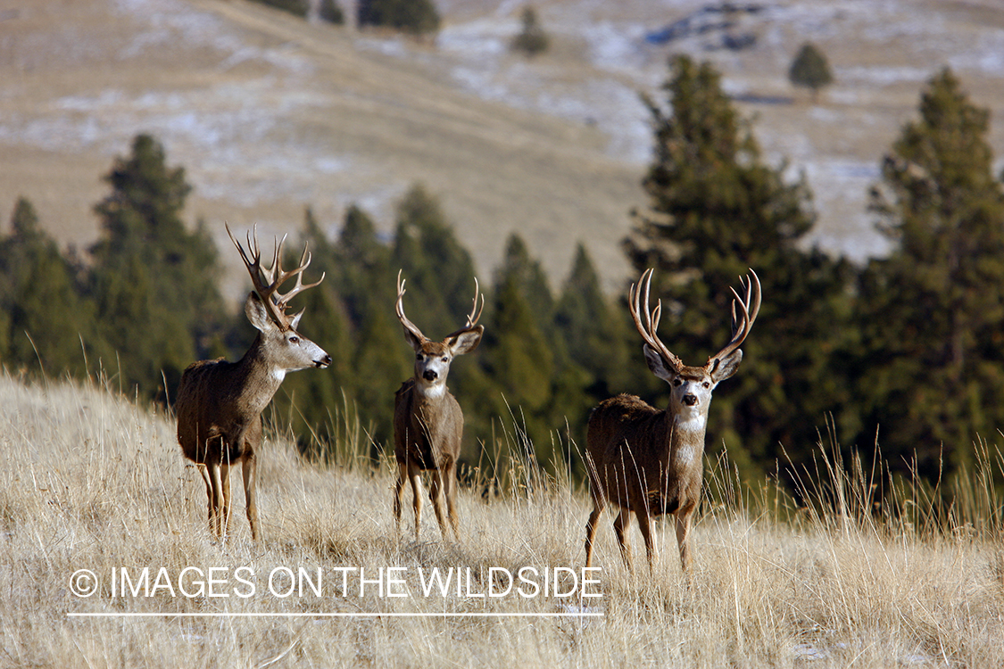 Mule deer 