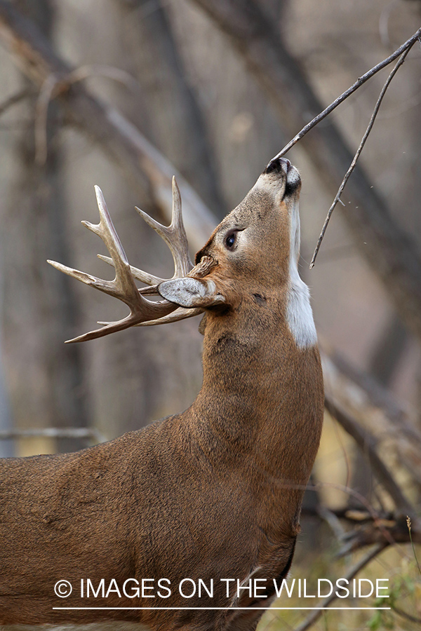 White-tailed buck scent marking.