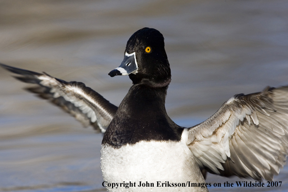 Ring-necked duck