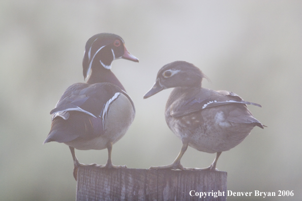 Wood duck pair on nest box.