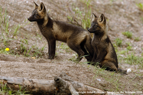 Red Fox Pups in habitat