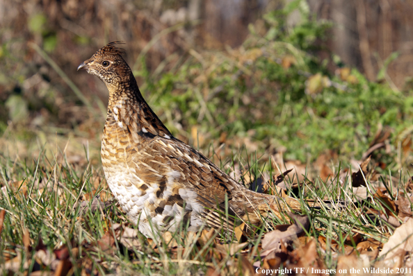 Ruffed Grouse in habitat. 